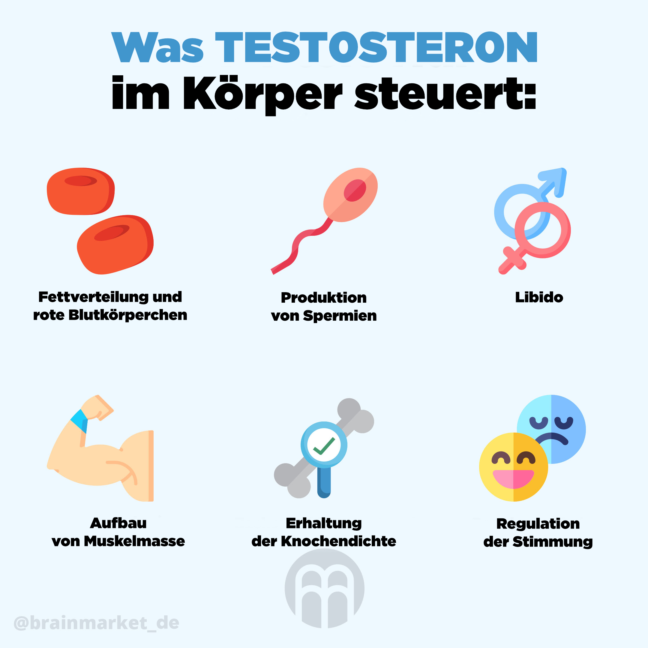testosteron-brainmarket-infografika_de (1)
